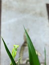 Rare Portrait Image Of A Green Praying Mantis Insect Looking The Camera Royalty Free Stock Photo