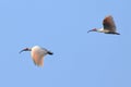 Rare and precious birds fly freely for crested ibis to return to naturewn