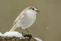 A rare Leucistic Robin Erithacus rubecula perched on a branch covered in snow during a snowstorm. Royalty Free Stock Photo