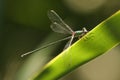 A rare Willow Emerald Damselfly Chalcolestes viridis perching on a reed in the UK. Royalty Free Stock Photo
