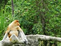 A rare proboscis monkey in the mangrove of Labuk Bay Royalty Free Stock Photo