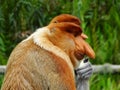A rare proboscis monkey in the mangrove of Labuk Bay Royalty Free Stock Photo