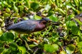 Rare Profile Shot of a Least Bittern (Ixobrychus exilis) Eating a Crayfish (Crawdad).