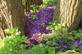 Stinging nettles and the protected purple toothwort in the park.