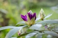 Rare purple flowers