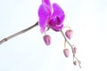 Rare purple orchid with buds isolated on white background