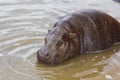 A rare pygmy hippopotamus (Choeropsis liberiensis) Royalty Free Stock Photo