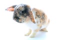 Rare rabbit color. Orange black white dwarf lop widder bunny with special tricolor pattern. Rabbit patterns. Orange fox rex tricol