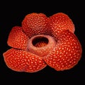 Rare Rafflesia Flower with black solid background