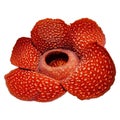 Rare Rafflesia Flower with black solid background