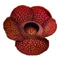 Rare Rafflesia Flower with black solid background