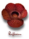 Rare Rafflesia Flower with black solid background