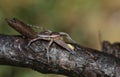 A rare Raft Spider Dolomedes fimbrata eating a Caterpillar. Royalty Free Stock Photo