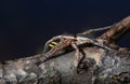 A rare Raft Spider Dolomedes fimbrata eating a Caterpillar. Royalty Free Stock Photo