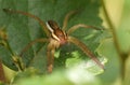 A rare Raft Spider Dolomedes fimbriatus perching on a leaf of a small tree growing at the edge of a bog in Surrey, UK. Royalty Free Stock Photo