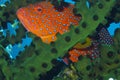 Rare rainbow grouper hiding in black coral off Padre Burgos, Leyte, Philippines Royalty Free Stock Photo