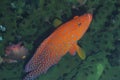 Rare rainbow grouper hiding in black coral off Padre Burgos, Leyte, Philippines Royalty Free Stock Photo