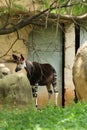 Okapi Okapia johnsoni at ZOO Pretoria, South Africa