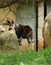 Okapi Okapia johnsoni at ZOO Pretoria, South Africa