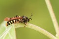 A Rare Raspberry Clearwing Moth Pennisetia hylaeiformis perched on a leaf. Royalty Free Stock Photo