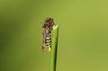 A tiny rare Raspberry Clearwing Moth, Pennisetia hylaeiformis, perching on a reed.