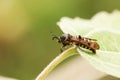 A rare Raspberry Clearwing Pennisetia hylaeiformis.