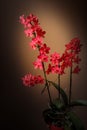 Rare red blooming orchid phalaenopsis Royalty Free Stock Photo