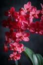 Rare red blooming orchid phalaenopsis variety Buddha Treasure. Royalty Free Stock Photo