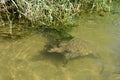 Rare Red Book three-clawed turtle, lat. Trionychidae, in its natural habitat. Royalty Free Stock Photo