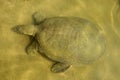 Rare Red Book three-clawed turtle, lat. Trionychidae, in its natural habitat. Royalty Free Stock Photo