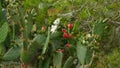 Rare red cactus flower