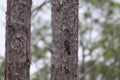 Red-cockaded Woodpecker Dryobates borealis 2