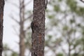 Red-cockaded Woodpecker Dryobates borealis 17