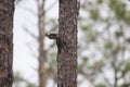 Red-cockaded Woodpecker Dryobates borealis 20