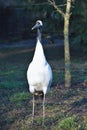 Rare Red-crowned crane,Grus japonensis,