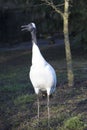 Rare Red-crowned crane,Grus japonensis,