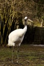 Rare Red-crowned crane,Grus japonensis,