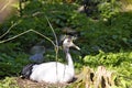 Rare Red-crowned crane,Grus japonensis, in nest