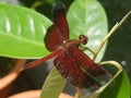 A fully red dragonfly on a durian plant Royalty Free Stock Photo