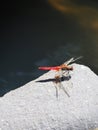 A rare red dragonfly.