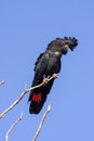 rare Red-tailed Black Cockatoo, Calyptorhynchus banksii, sits on a branch. Australia