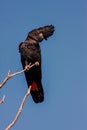 Rare, Red-tailed black cockatoo, Calyptorhynchus banksii, Western Australia