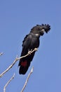 Rare, Red-tailed black cockatoo, Calyptorhynchus banksii, Western Australia Royalty Free Stock Photo