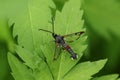 A rare Red-tipped Clearwing Moth, Synanthedon formicaeformis, resting on a leaf.