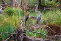 Rare Relative of the Extinct Dodo Bird