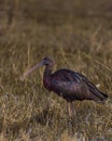 A rare resident of Indian subcontinent. . . In Frame : Glossy Ibis. Shot on Nikon d7200 with 200-500 mm. . Exif A: 7.1 S: 400 ISO: Royalty Free Stock Photo