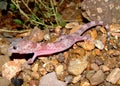 The rare Reticulated Gecko, Coleonyx reticulatus Royalty Free Stock Photo