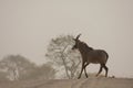Rare Roan Antelope Royalty Free Stock Photo