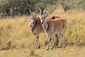 Male kudu antelope Tragelaphus strepsiceros in natural habitat, Etosha National Park, Namibia Royalty Free Stock Photo