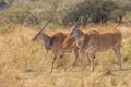 Male kudu antelope Tragelaphus strepsiceros in natural habitat, Etosha National Park, Namibia Royalty Free Stock Photo